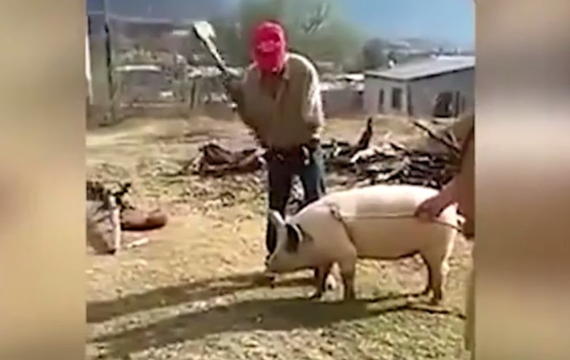 A încercat să taie porcul, dar l-a lovit ghinionul|VIDEO