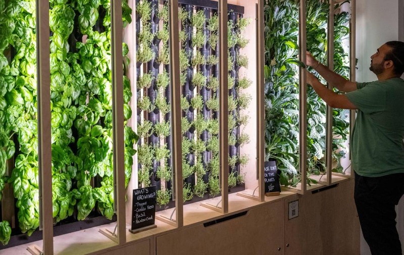 Singapore folosește tehnologia pentru a cultiva alimente fără teren agricol, în fermele viitorului