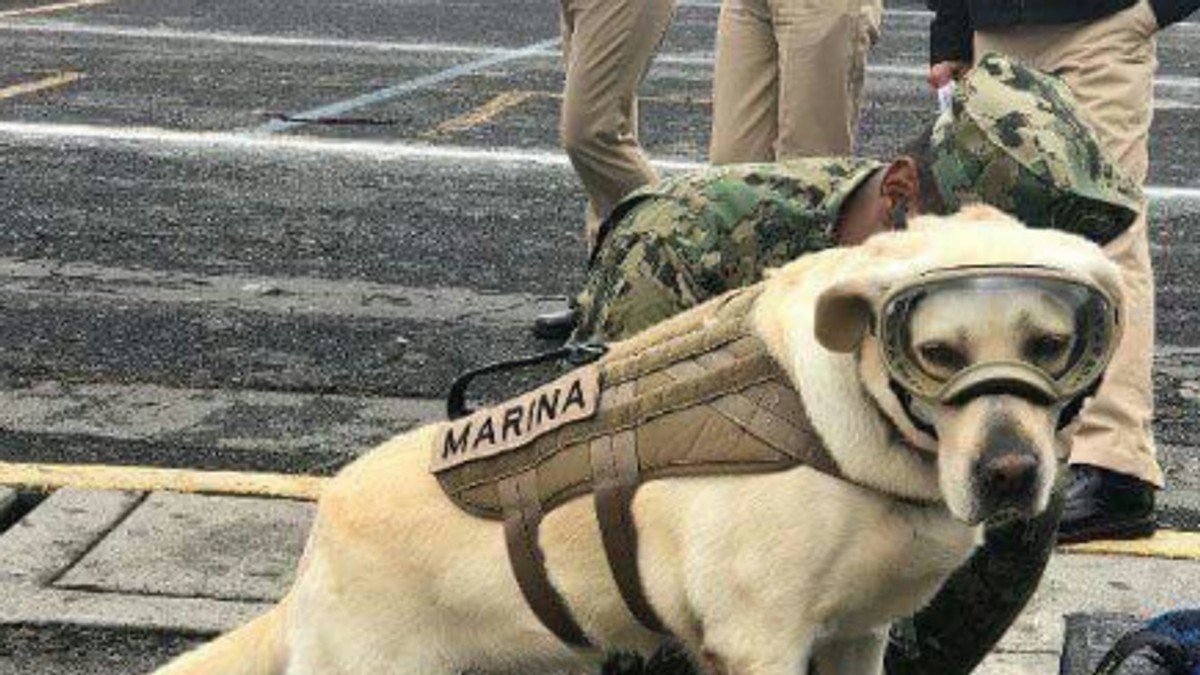 Frida, labradorul retriever devenit erou național în Mexic