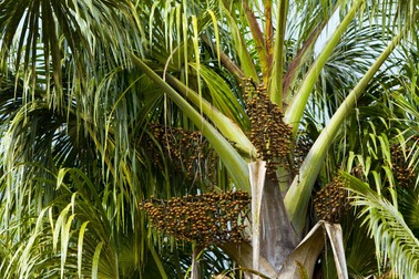 Arborele Acai