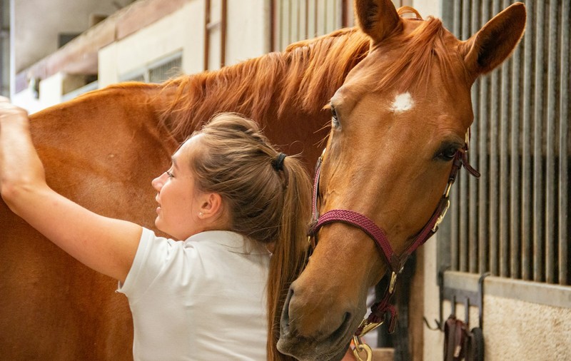 Agricultor în culturi vegetale și crescător de animale: transformă-ți pasiunea pentru pământ și animale într-o profesie certificată