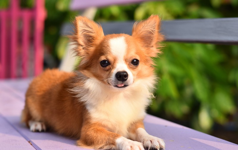 Chihuahua - Personalitate și caracteristici. Cum se dresează cel mai mic câine din lume