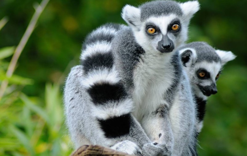 Doi lemuri cu coadă inelată. Sursă foto: Getty Images