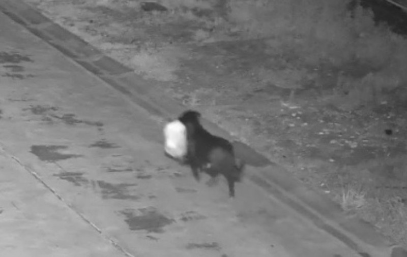 Un bărbat din Italia și-a învățat câinele să ducă gunoiul în stradă în locul lui, pentru a nu fi recunoscut de camere și amendat | VIDEO