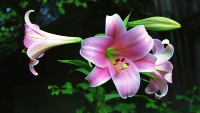 Crini imperiali plantare și îngrijire