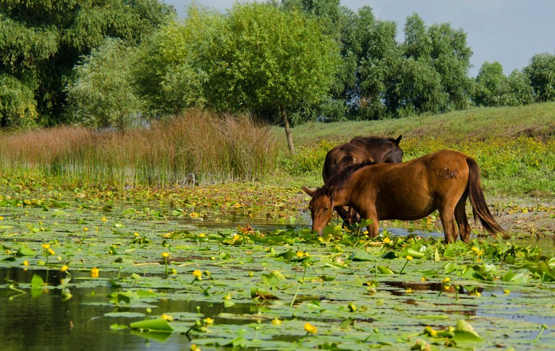 (P) Descoperă Delta Dunării, un ținut de poveste
