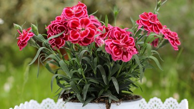 plantare-garoafe-in-ghiveci