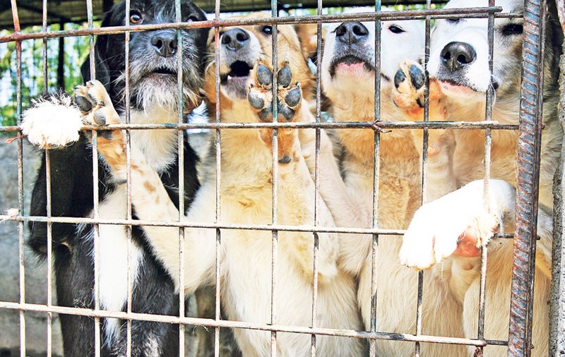 Dacă nu ne adoptați, ăștia ne omoară!