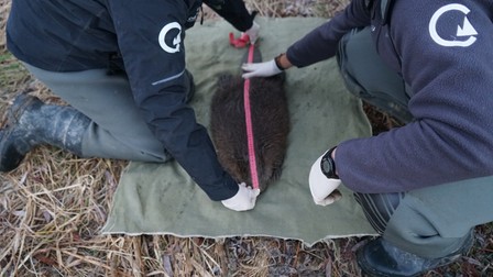 Castorii vor fi eliberați în albiile râurilor din Munții Făgăraș. Foto: Mădălin Mocanu / Conservation Carpathia
