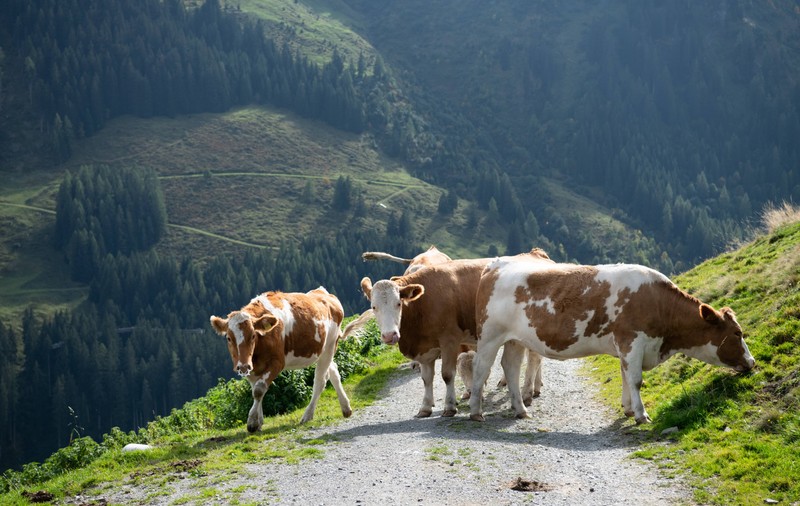 O femeie aflată în excursie, de ziua ei, în Alpii austrieci a fost ucisă de o turmă de vaci. Fiicele ei, rănite