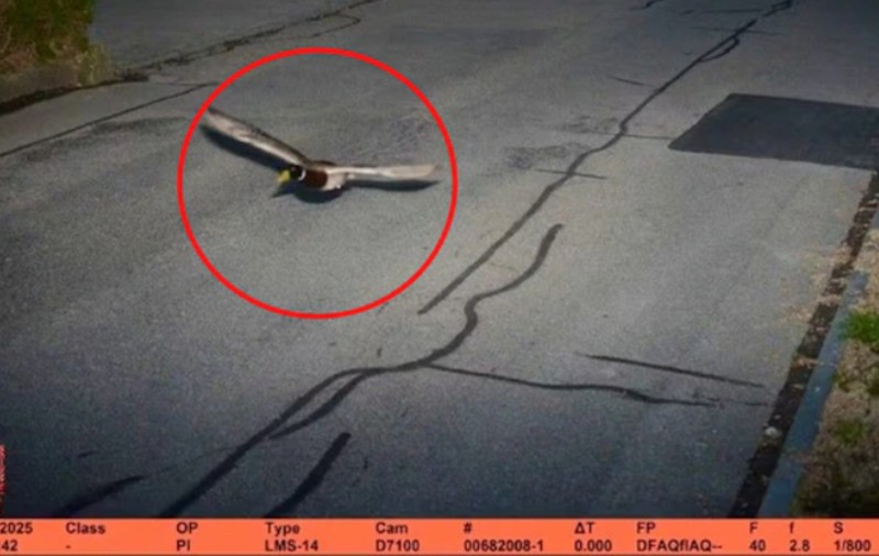 O rață care a depășit limita legală de viteză în Elveția e recidivistă iar poliția a publicat fotografia surprinsă de radar