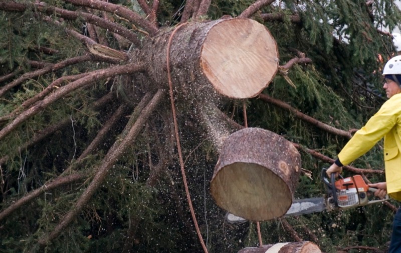 Muncitor forestier, zdrobit de un arbore doborât