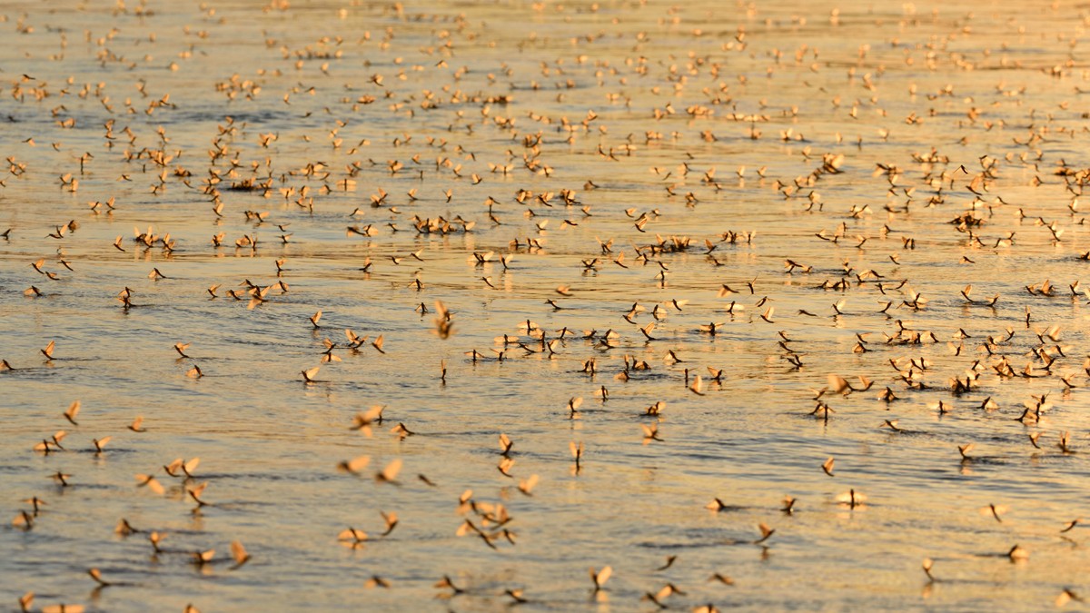 Efemeridele din delta Dunării, insectele spectaculoase care trăiesc o zi. Când pot fi văzute