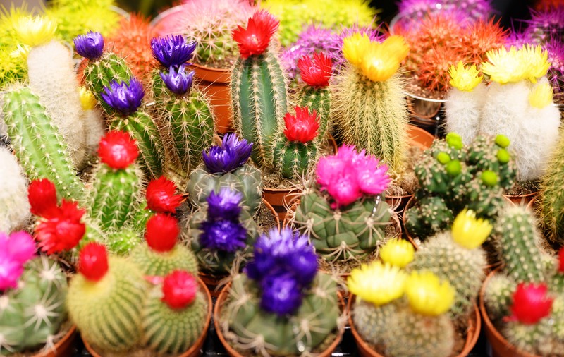 Cactuși - sfaturi pentru îngrijire, specii și curiozități. Când înfloresc cactușii