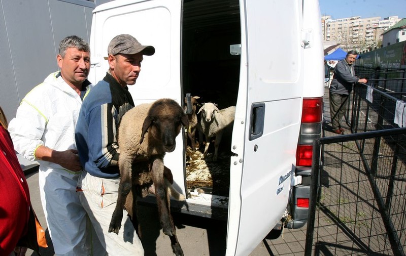 Cât COSTĂ carnea de MIEL