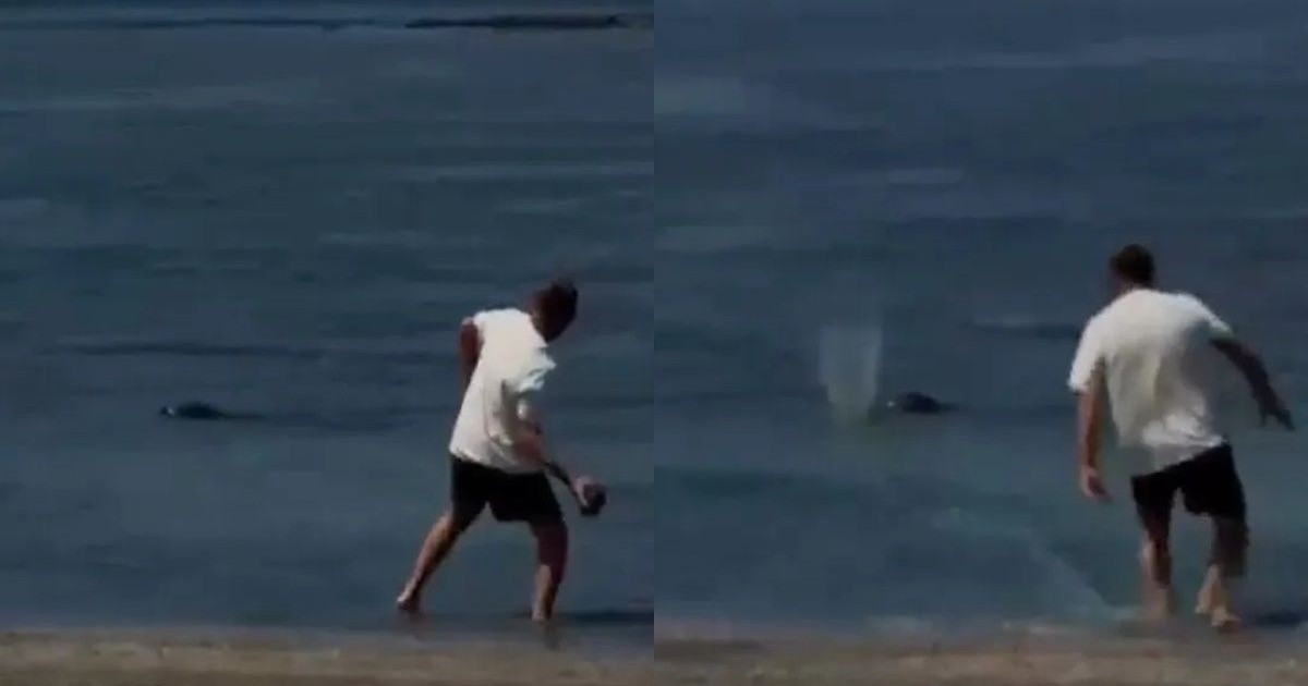 Un turist idiot se laudă cu „Nu-mi pasă, sunt bogat” în timp ce aruncă pietre spre foci. Foto: Colaj foto.
