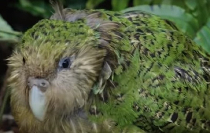 VIDEO | Kākāpō, cel mai gras papagal din lume, a fost desemnat “Pasărea anului 2020” în Noua Zeelandă