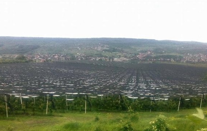 Cireşele de la cea mai mare livadă din Cluj, salvate de o plasă antigrindină de 32 de hectare FOTO