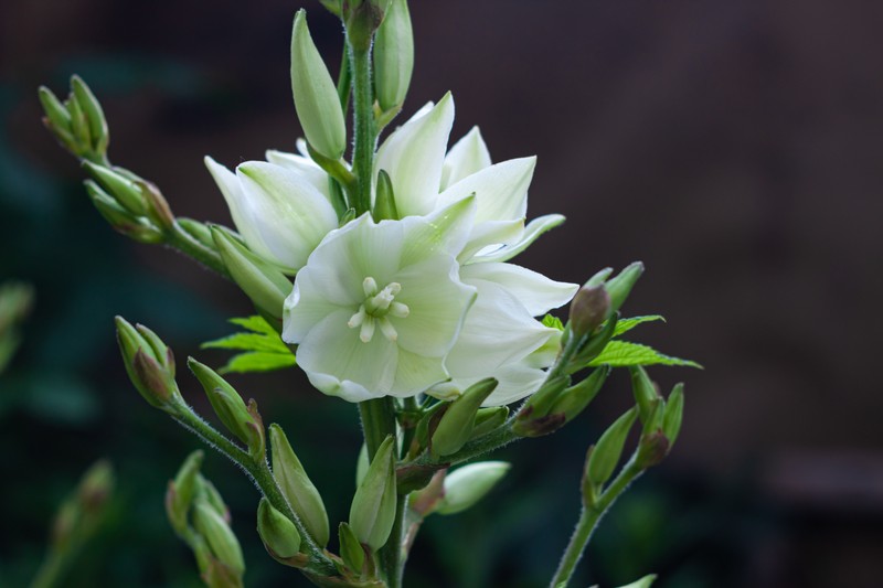 Floare de yucca albă