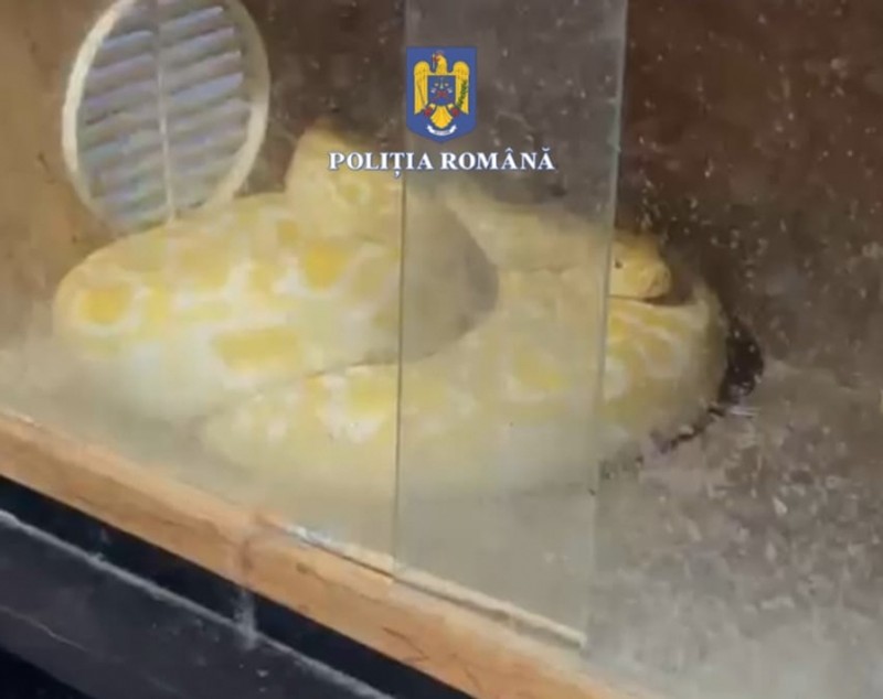 Șerpărie în casa unui bărbat din Olt: acesta creștea șerpi la domiciliu, pe care îi hrănea cu animale vii