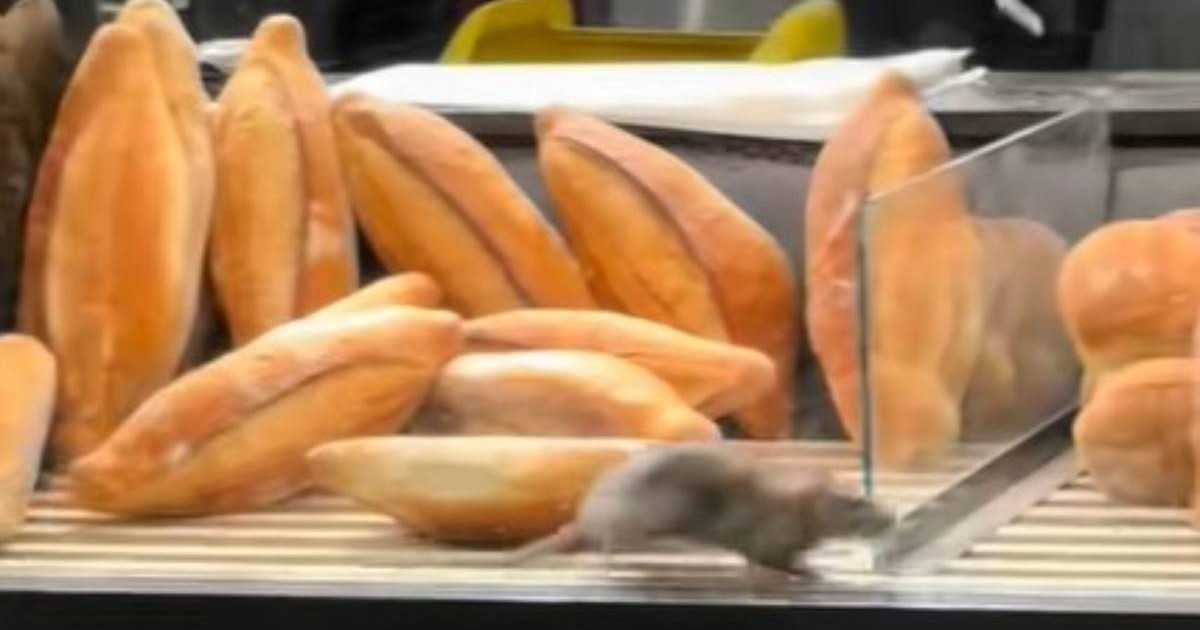 Un șobolan gri - argintiu în timp ce aleargă printre pâini în vitrina unei brutării din București, franzelele sunt răsturnate după ce a trecut printre ele