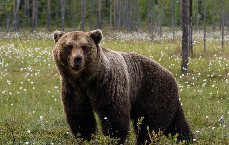 Prezența unui urs, semnalată pe malul râului Teleajen: „Vă rugăm să păstrați distanța față de animal!”. Mesaje Ro-Alert și la Bușteni