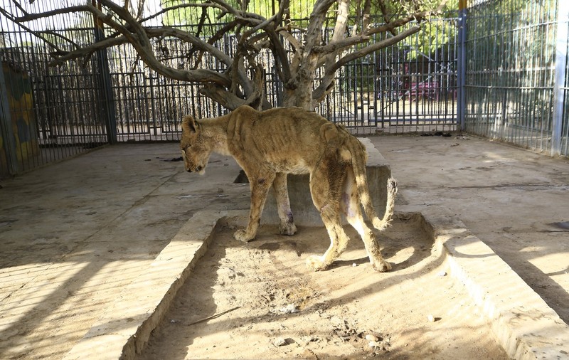Imagini șocante. Cinci lei mor de foame într-o grădină zoologică