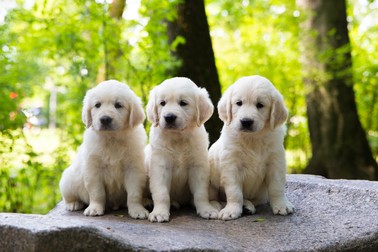 Pui de Golden Retriever