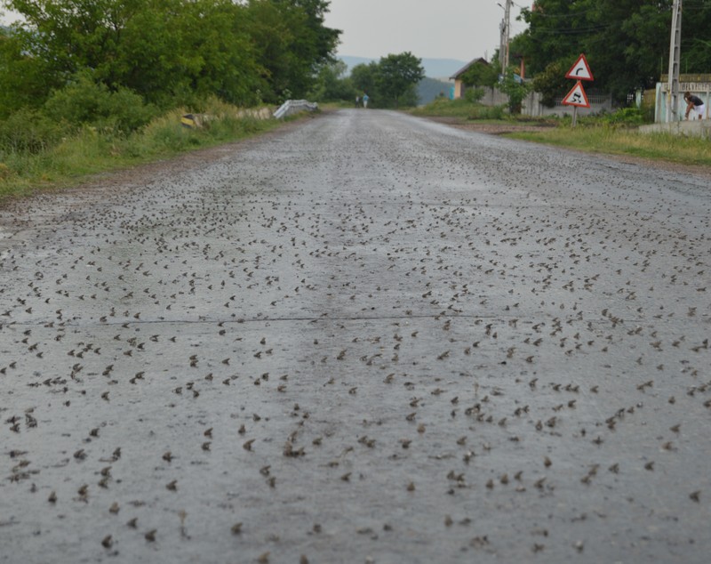 REPORTAJ/Invazie de broscuțe pe un drum din județul Vaslui. ”Nu am mai văzut așa ceva, pare desprins din filme”/FOTO-VIDEO