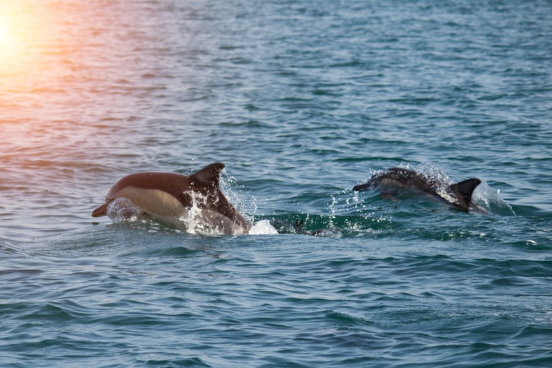 Flora și fauna din Marea Neagră