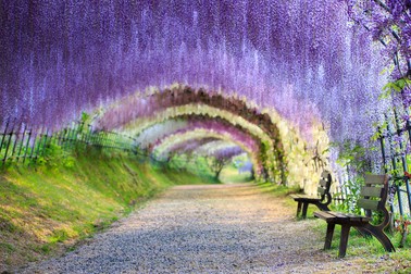 Marele arc de glicina -wisteria