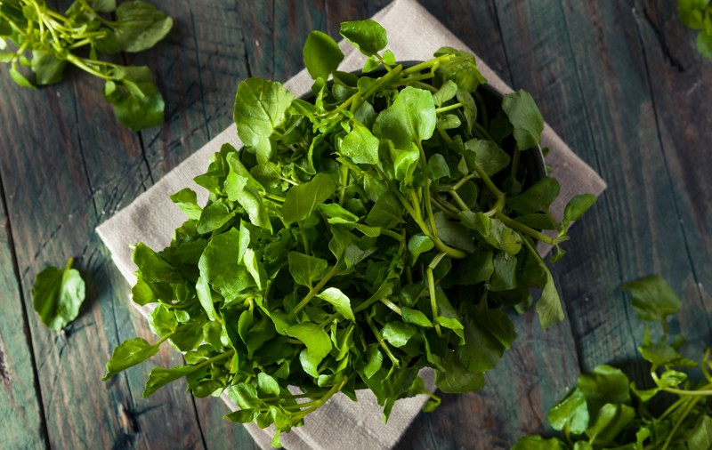 Nasturei - plantare și îngriire. Cum poți folosi această plantă