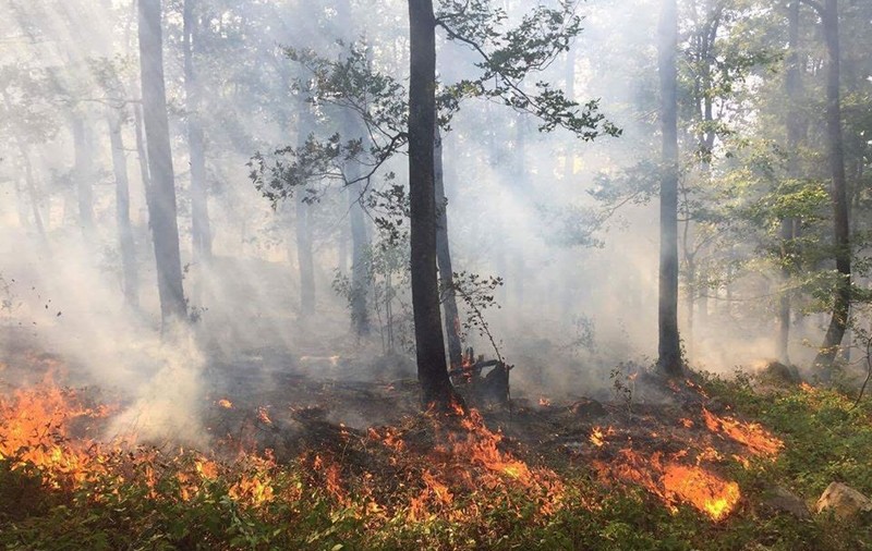 UPDATE | Incendiu de pădure, în Mehedinți. Focul a fost lichidat, astăzi, la prânz, după două zile de la izbucnire