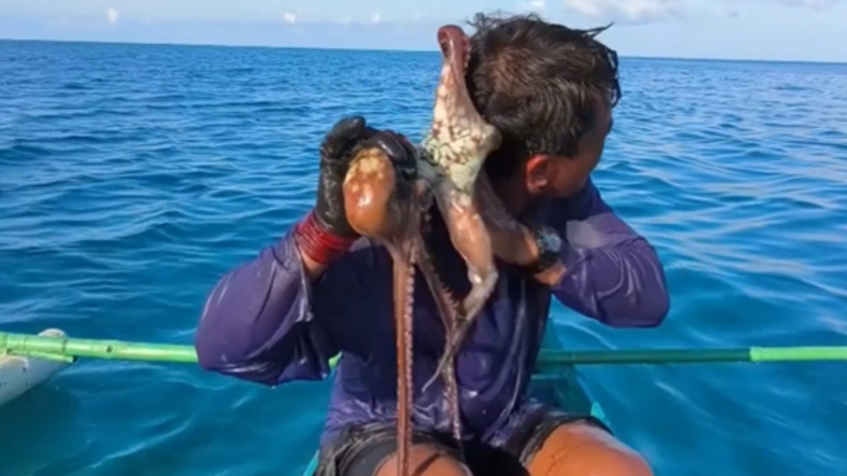 O caracatiță prinsă de capul unui bărbat aflat pe o barcă, pe mare.
