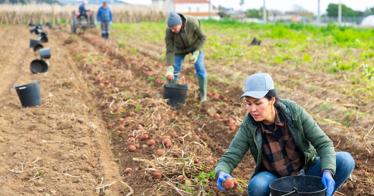 Un grup de muncitori nepalezi care plantează cartofi la o fermă în Europa