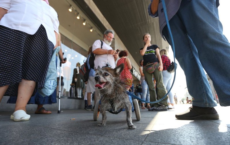 FOTO&VIDEO/ Protest pentru drepturile animalelor în București