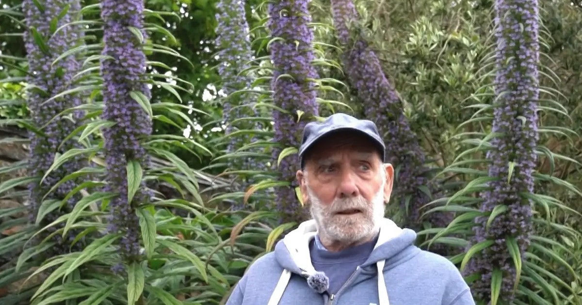 Un pensionar de 80 de ani a crescut o plantă șarpe înaltă cât o girafă adultă. Foto Novinky