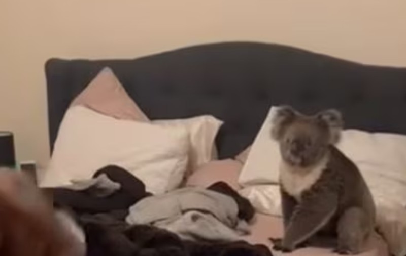 Un cuplu din Australia s-a trezit cu un koala în dormitor, la miezul nopții: „E deja membru al familiei”