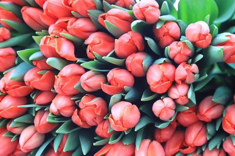 8866154 25.02.2025 A view shows harvested tulips grown in a greenhouse at the Dekorativnyye Kultury (Ornamental Crops) farm ahead of International Women's Day celebrated on March 8, in Pyatigorsk, Russia. Denis Abramov / Sputnik