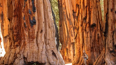 Sequoia-arbore-plantare-Romania