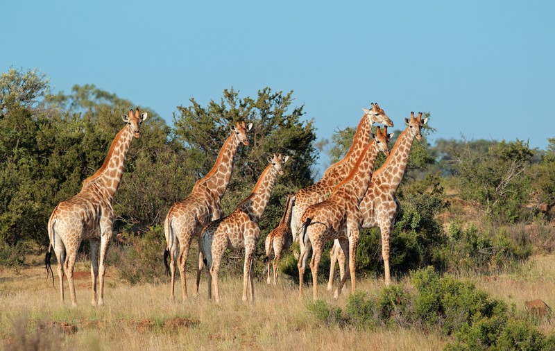 Girafa - cel mai înalt animal din lume. Curiozități și lucruri interesante
