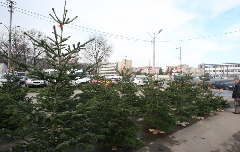Cel mai mare târg de brazi din Bucureşti va fi în noua Piaţă Obor