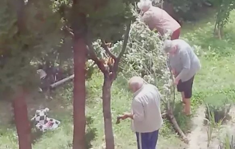 Ce a pățit un brașovean care a tăiat un vișin din faţa blocului. Bărbatul a vrut să  culeagă fructele mai ușor