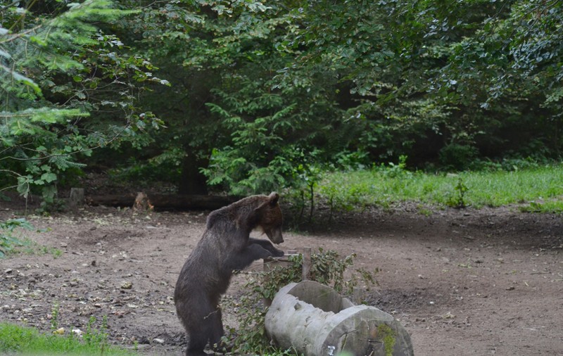 Cât costă să fotografiați animale sălbatice la Observatorul din Râșnov. Urși, lupi sau mistreți, suprinși în imagini inedite
