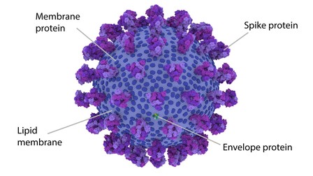 Model 3D al virusului, prezentând patru proteine vizibile la suprafață. Sursa foto: Coronavirus Explained