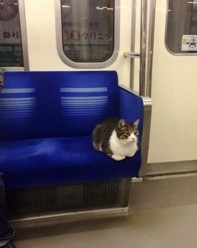 Să vezi și să nu crezi! O pisică din Tokyo călătorește regulat cu metroul de una singură