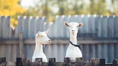 doua-capre-peste-gard