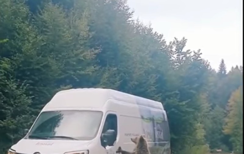 VIDEO | Un urs cerșește mâncare, ridicat în două picioare, la geamul mașinilor. Imaginile filmate în Băile Tușnad au devenit virale