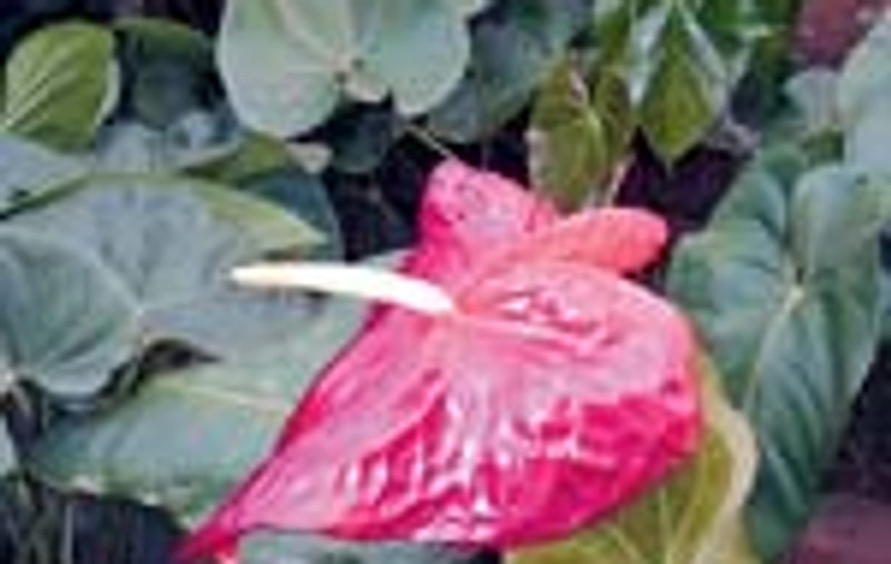 Anthurium are nevoie de caldura
