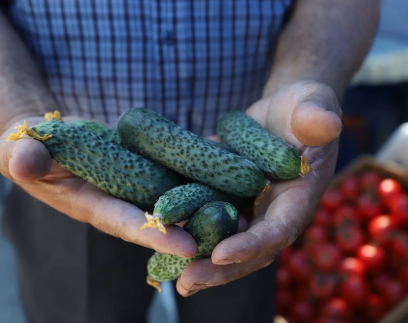 Castraveții românești sunt mai ieftini la supermarket decât la piață. Legumicultorii lasă marfa pe câmp, neculeasă, din cauza prețurilor prea mici